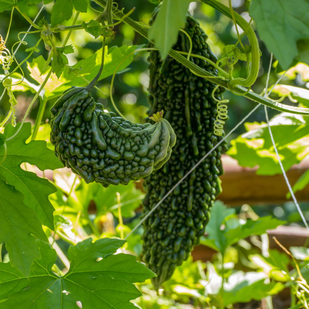 Bitter Gourd (Karela)