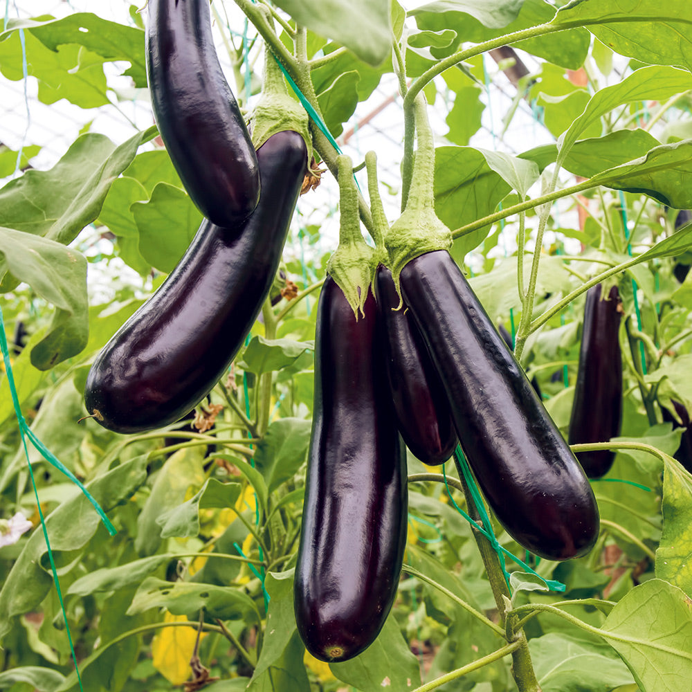 Eggplant (Beguni)