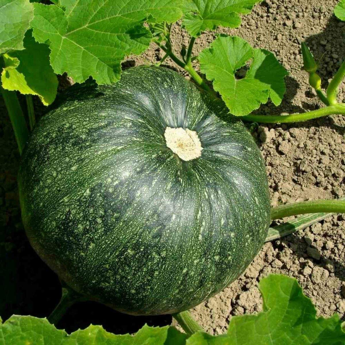 Pumpkin (Kumra)