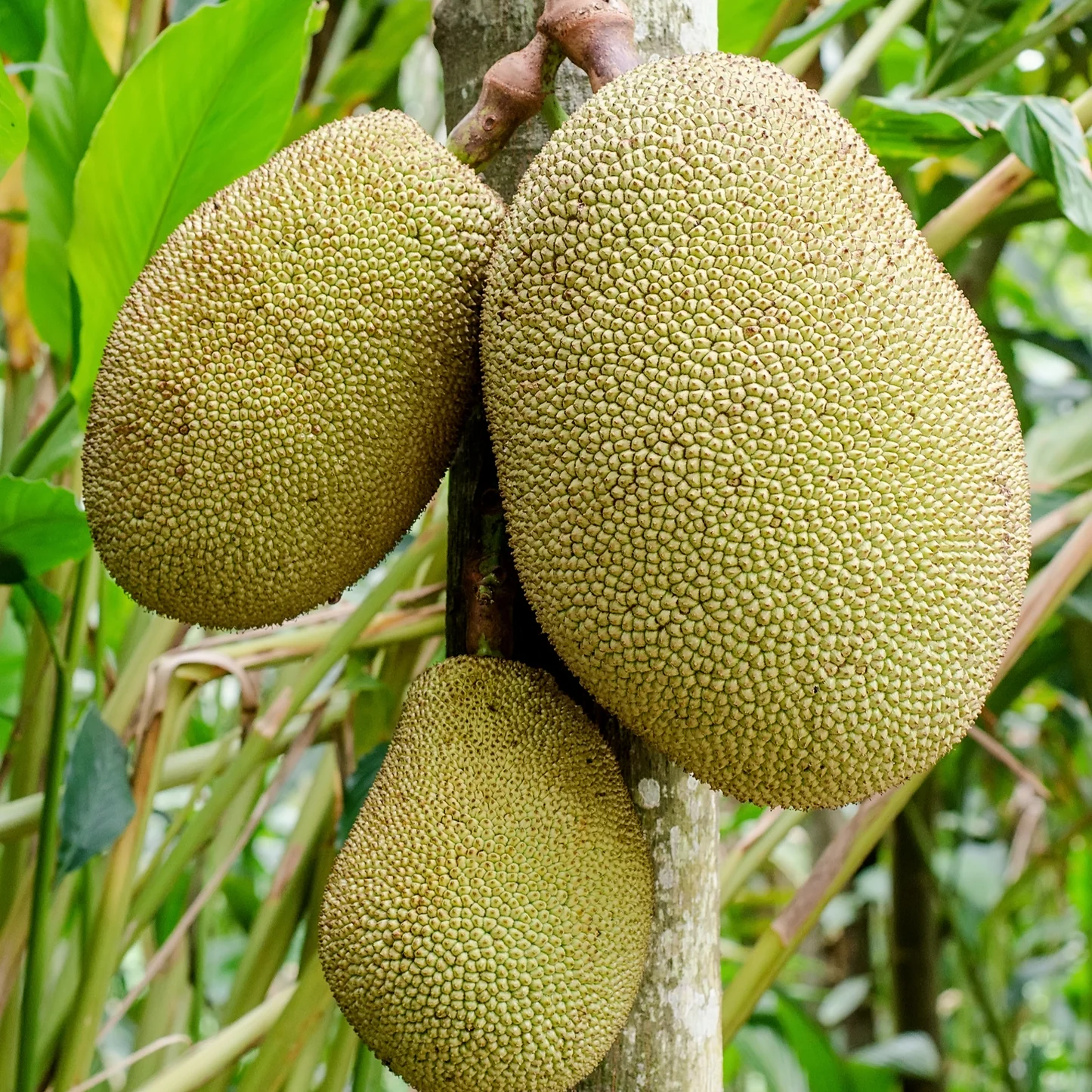Jackfruit image